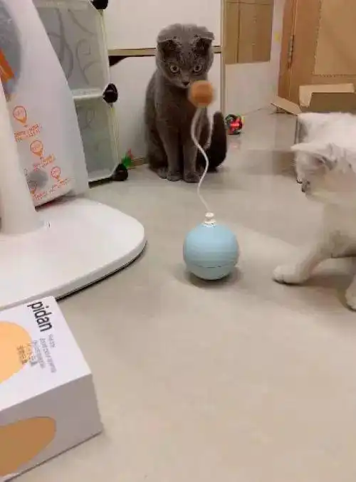 主人买了个电动逗猫棒,银渐层玩得开心,一旁蓝猫的表情是亮点
