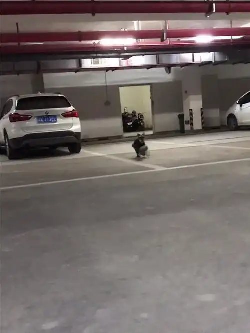 傻狗,天下第一傻狗,不接受反驳
