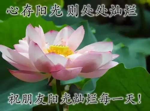 新版早上好问候语唯美温馨句子,群发微信清晨祝福语问候图片表情
