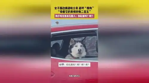 6月11日,四川,女子路边偶遇哈士奇直呼傻狗,你看它的表情好像二百五,狗子听完用鼻孔瞪人...
