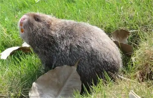 竹鼠养殖要防止竹鼠咬伤人
