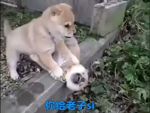 两只可爱的小狗打架,你一定有这个表情包

