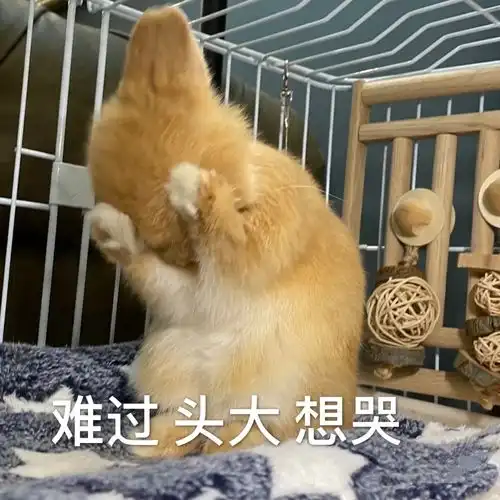 请问可爱的网友们有没有那些很委屈的表情包,哭的也行,流泪的也阔以,要萌一点
