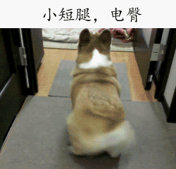 如果养狗,你会选哪一只
