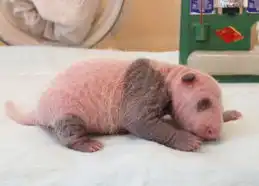 giantpandacubno.1

