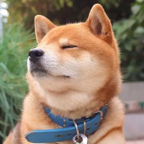 你不了解的治愈犬受过特殊训练,能够治愈人的心灵
