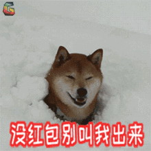 狗年祝福表情包大全,帮你称霸春节微信群
