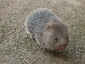 广西竹鼠养殖聚鼠堂竹鼠养殖场9
