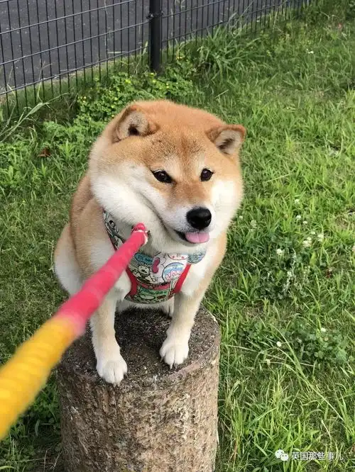 我不想我不想我不想回家这贪玩的柴犬,简直是一行走的表情包
