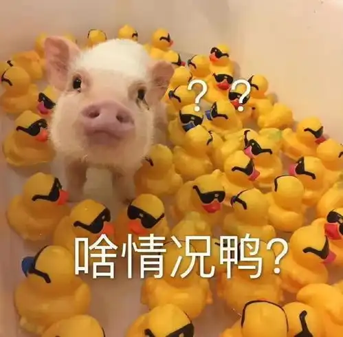 丰富一下好玩的表情包7.07
