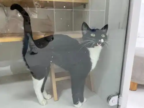 粘人小黑猫遭退养,5w网友在线心碎
