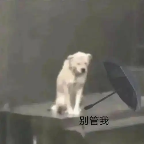 超可爱的小狗狗撑伞表情包
