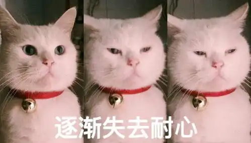 猫咪表情包,好可爱,我心都要化了
