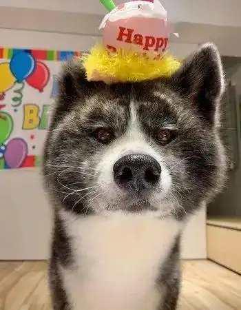 为秋田庆祝生日,可这货的表情...哈哈哈哈网友笑喷

