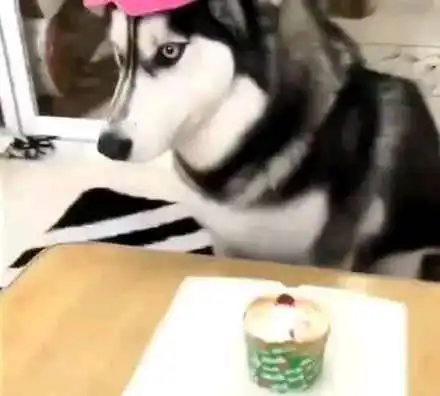 为二哈准备超大生日蛋糕,打开后瞬间气疯,表情笑趴铲屎官
