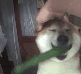 不是很懂柴犬这种生物的思维模式
