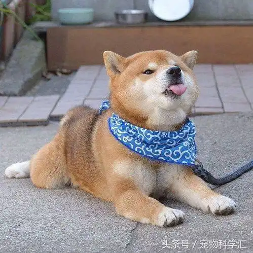 主人为柴犬买了一个新尿垫,柴犬高兴得摆出这表情让人笑喷
