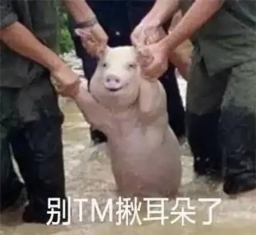 表心疼丨台风劫后余生的小猪被做成表情包,太好笑了
