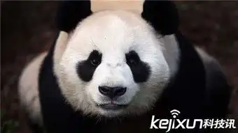 大熊猫竟然这么笨连交配都不会
