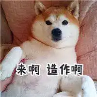 会笑的柴犬表情包头像微信头像图片大全
