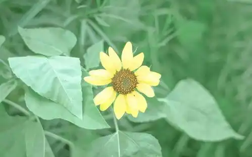 摄影风采春到花开,美不胜收
