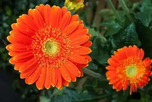 开花灿烂的非洲菊,你知道怎么养吗

