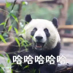 熊猫都有表情吗
