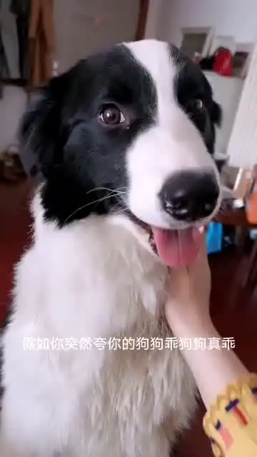 主人突然发神经,狗狗的表情一脸懵,狗狗你怕不是傻了
