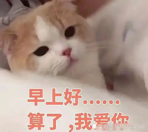 不好意思告白那就用表情包吧,分分钟助你脱单
