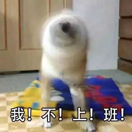 柴犬不红,天理难容
