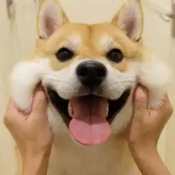 今日份爆笑gif,每日开心一刻
