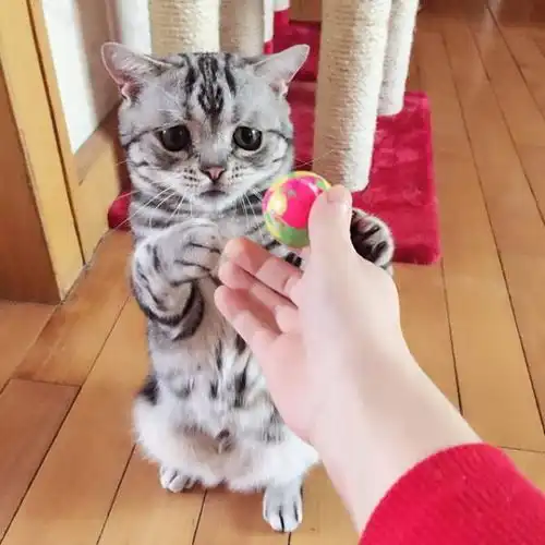 全世界最忧伤的猫,委屈的表情让你心碎
