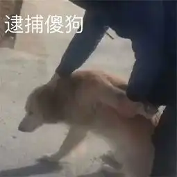 狗狗表情包确认过眼神,是不理的人
