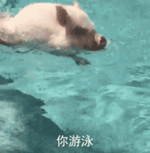 你游泳最爱你惹,我的小猪猪动图撩妹撩汉表情
