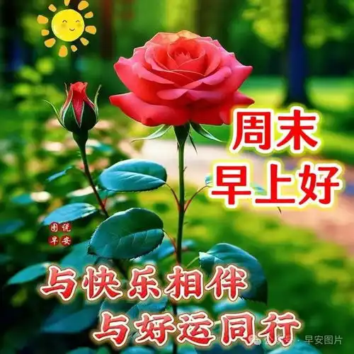 2024年8月25日周日精选早安祝福图片,雨过菊花香,又感秋风凉早安祝福美图分享给您网易订阅
