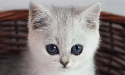 银渐层猫脾气怎么样
