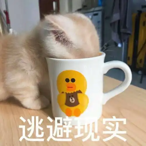 可爱小猫咪表情包头脑发热
