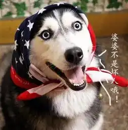 哈士奇被关进狼馆里冒充狼,动物园称为提升趣味性网友还好不是单身狗
