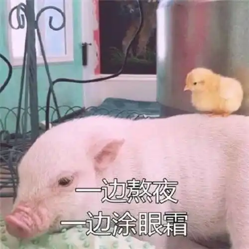 20个2018春晚搞笑关键词神预测
