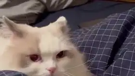 猫咪无意中闻到同伴的屁屁,表情马上变得无比难受而嫌弃
