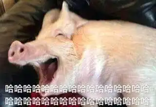 关于猪的搞笑表情包开心得像个小猪仔
