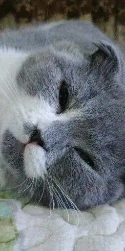 为什么我的猫总是一幅忧郁的表情
