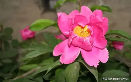 越有钱越宠老婆的三大生肖男,不会变坏,不会沾花惹草,只爱老婆
