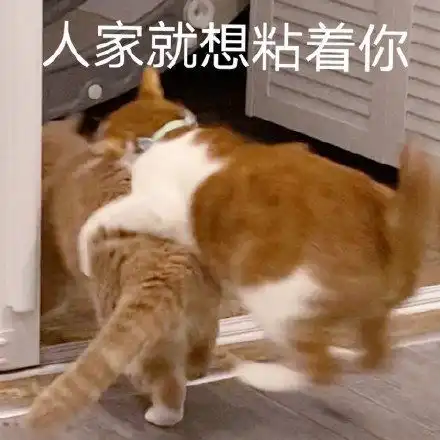 你看我还有机会吗这个沙雕可爱搞笑的文案可还行
