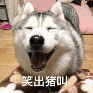 哈士奇表情包,天生自带表情包的傻狗二哈
