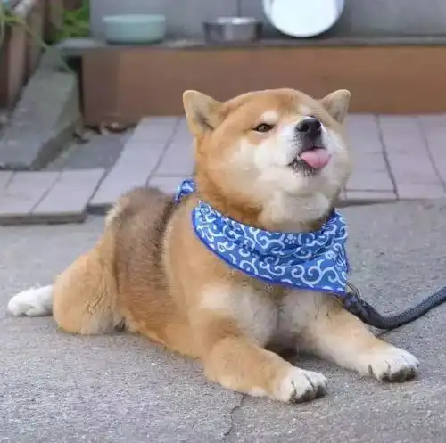没看到这只柴犬之前,我以为哈士奇表情包是最多的
