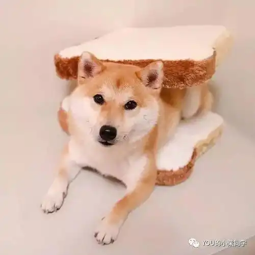 柴犬吃什么长得快家长要记住了
