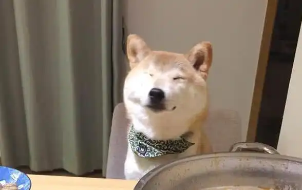 柴犬狗狗吃涮肉,一个表情让主人笑喷,柴犬好吃到飞起来了
