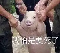 猪表情包猪微信表情包猪qq表情包发表情fabiaoqing.com
