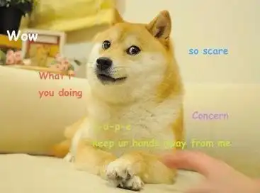 你根本想不到柴犬表情包曾经有多火奥巴马都拿它做宣传
